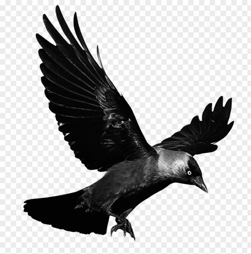 Flying Raven American Crow Clip Art PNG