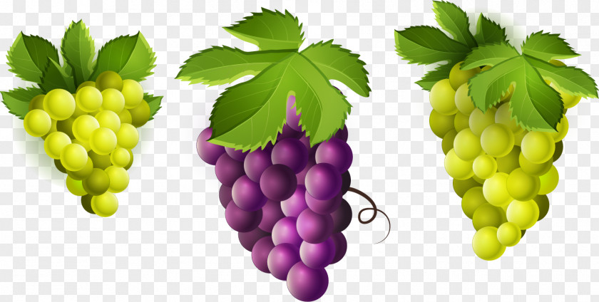 Grape Wine Common Vine Seedless Fruit Clip Art PNG