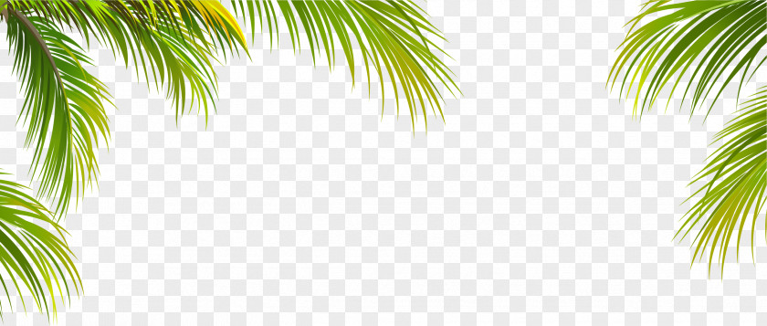 Green Coconut Leaf Border Texture Arecaceae Tree PNG