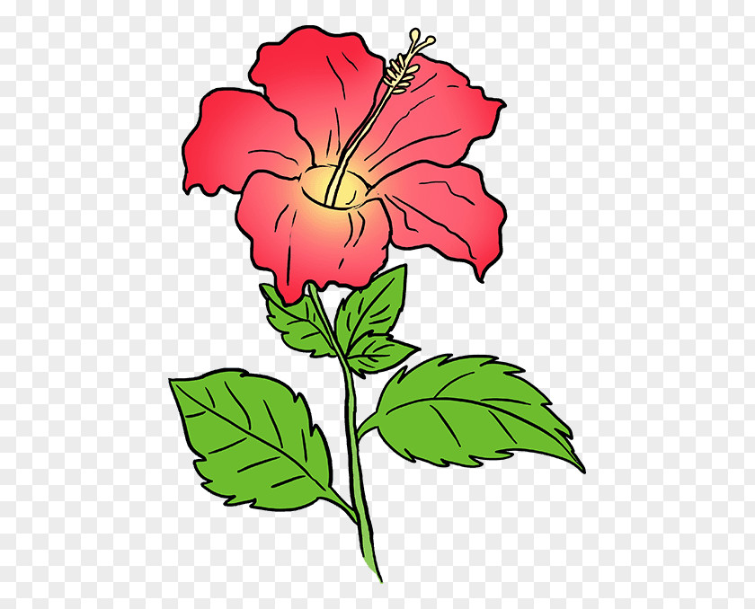 Hibiscus Stencil Drawing Image Tutorial Coloring Book Vector Graphics PNG