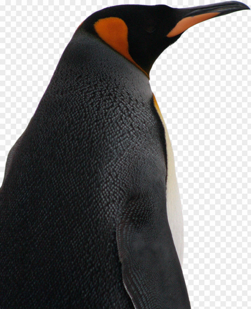 Penguin King Bird Species Parque Pingüino Rey PNG