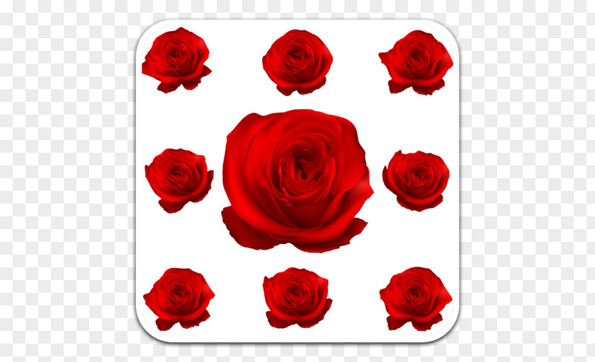 Rose Garden Roses Floral Design Floribunda PNG