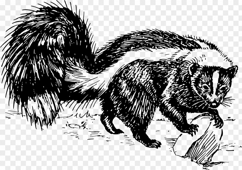 Skunk Drawing Black And White Clip Art PNG