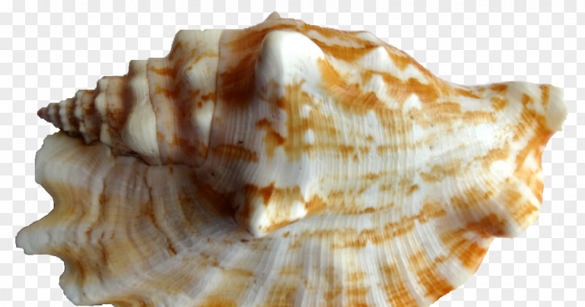 Conch Cockle Seashell Shankha Clam PNG
