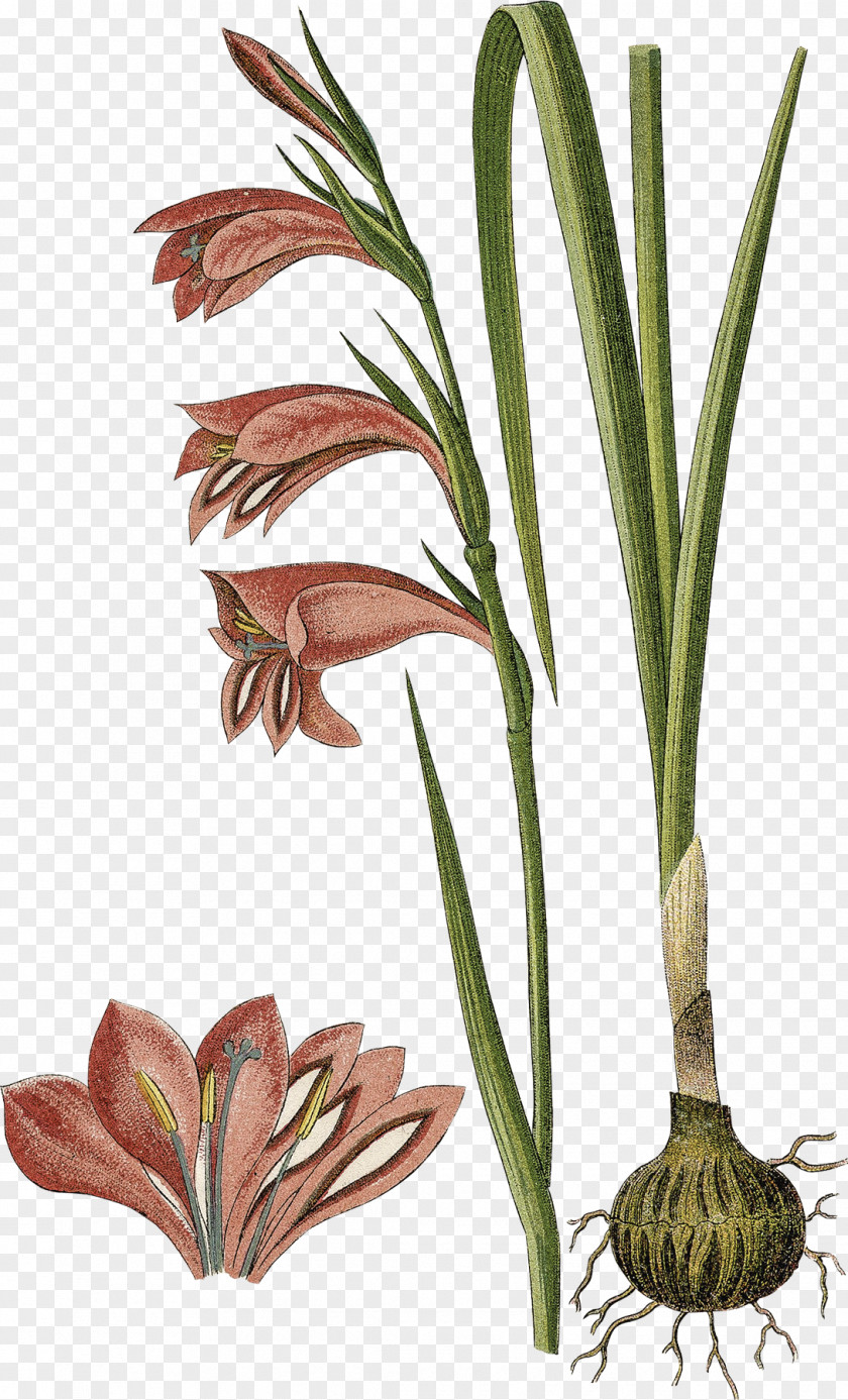 Gladiolus Palustris Bulb Stock Photography PNG