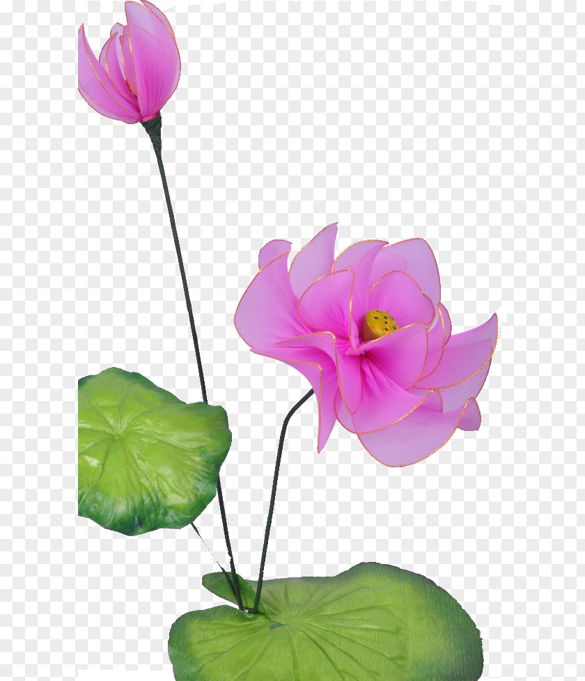 Lotus Rose China Nelumbo Nucifera PNG