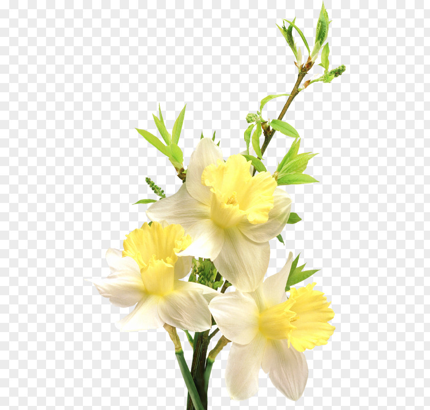 Narcissus Flower Bouquet Polyvore Common Daisy Floral Design PNG