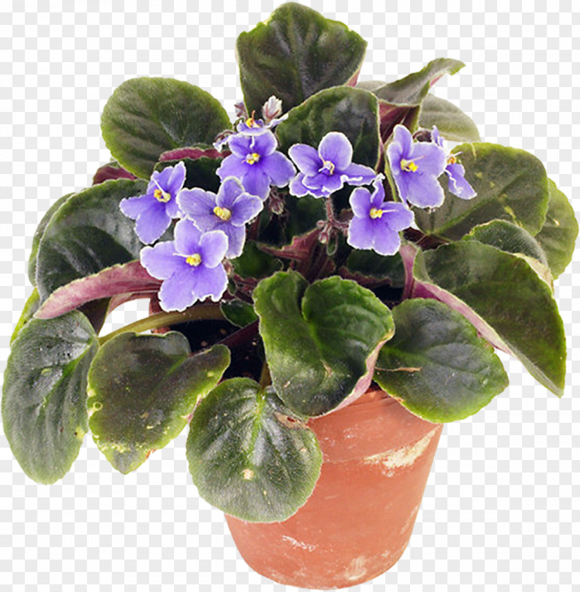 Pansy Houseplant African Violets Flowerpot PNG