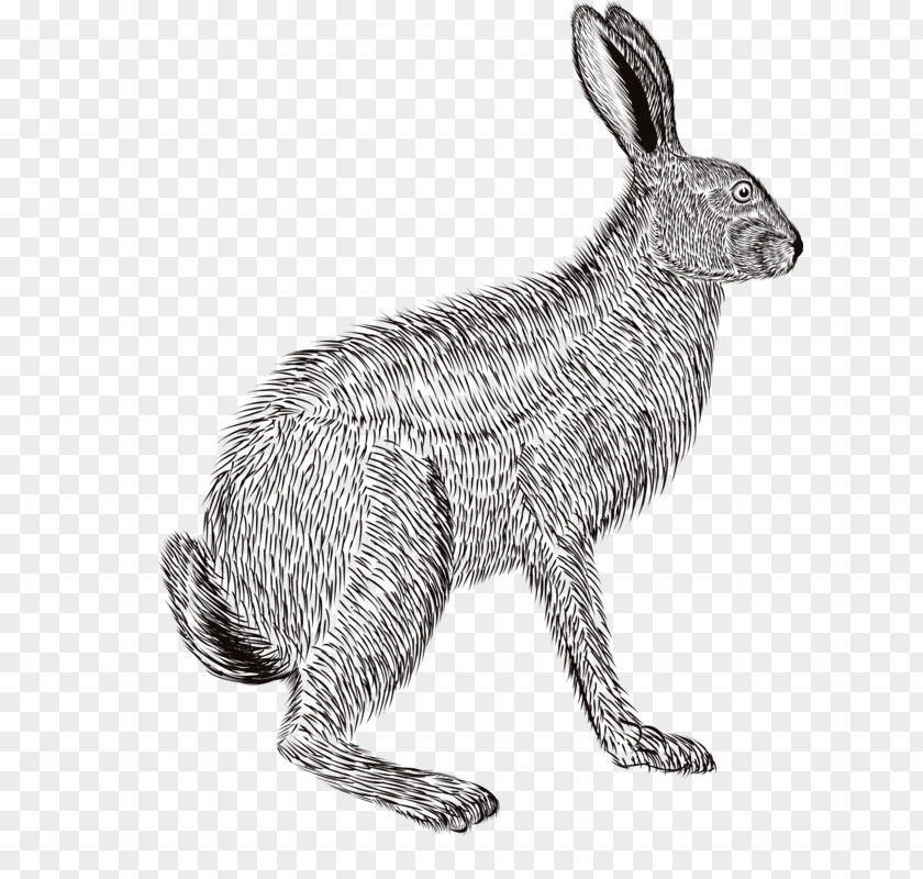 Pencil Drawing Rabbit Domestic European Hare Sketch PNG