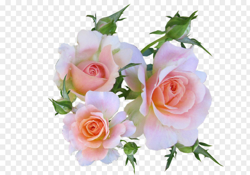 Rose Card Flower Floral Design Image PNG