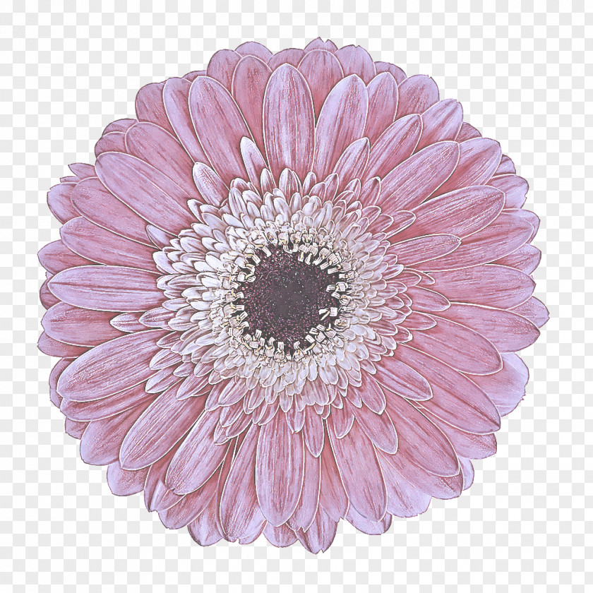 Daisy Family Plant Barberton Flower Gerbera Pink Petal PNG