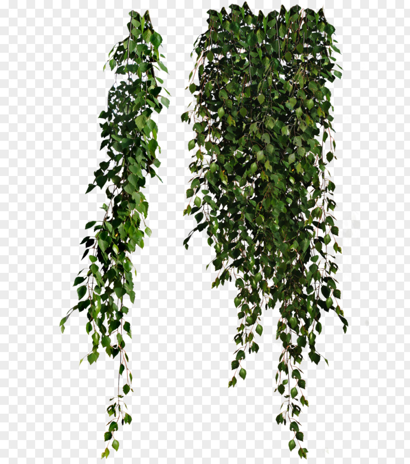 Hanging Flower Plant Leaves Common Ivy Clip Art PNG