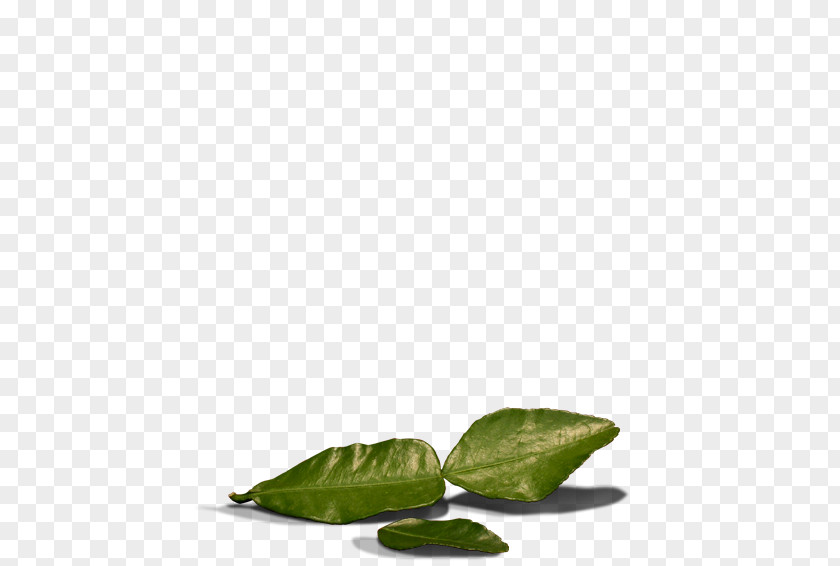 Kaffir Background Lime Leaf United States Of America Ginger PNG