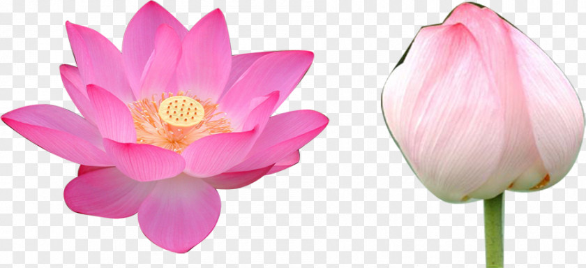 Two Lotus Nelumbo Nucifera Volga Delta Flower Falun Gong Rulaizong PNG