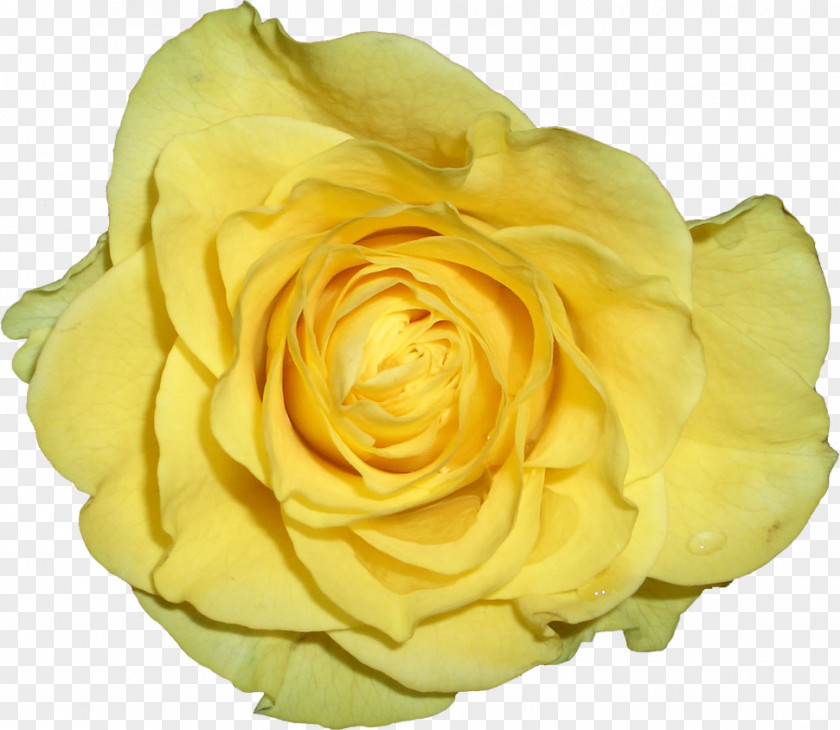 Yellow Petals Garden Roses Cabbage Rose Petal PNG