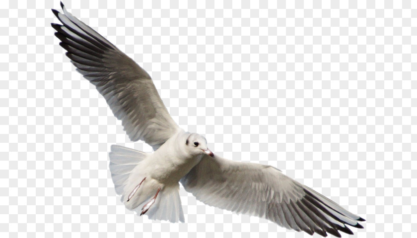 Bird Gulls Flock European Herring Gull Clip Art PNG