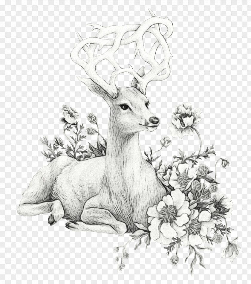 Deer Wildlife Drawing Roe Line Art PNG