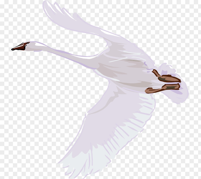 Swan Mute Bird Cygnini Trumpeter Duck PNG