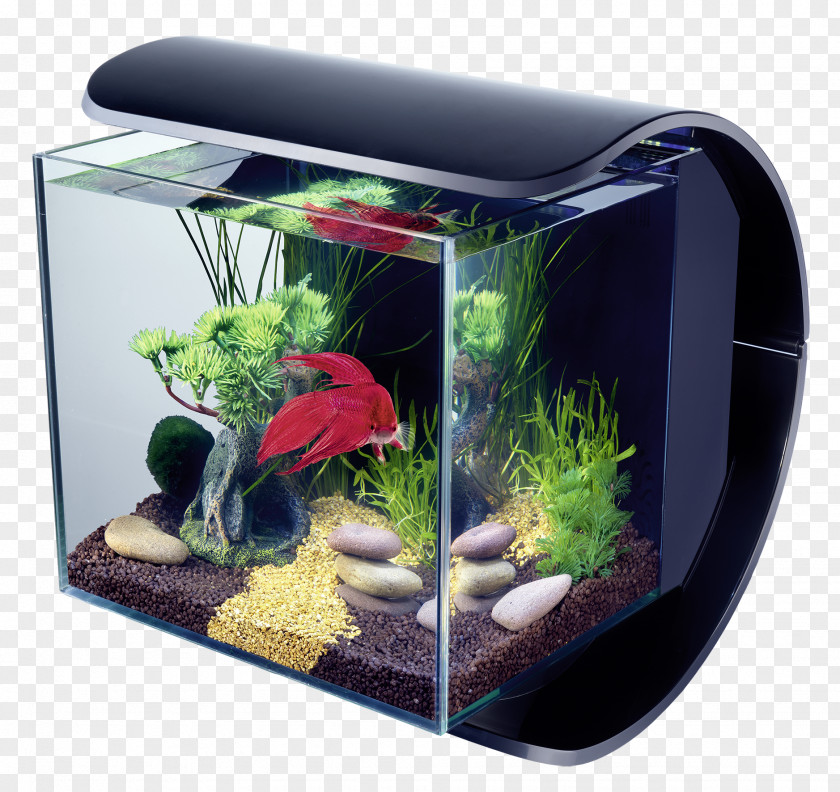 Betta Siamese Fighting Fish Light-emitting Diode Aquarium Lighting PNG