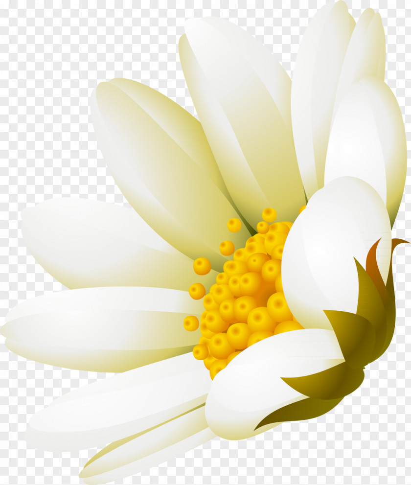 Camomile White Flower Advertising DenizBank PNG