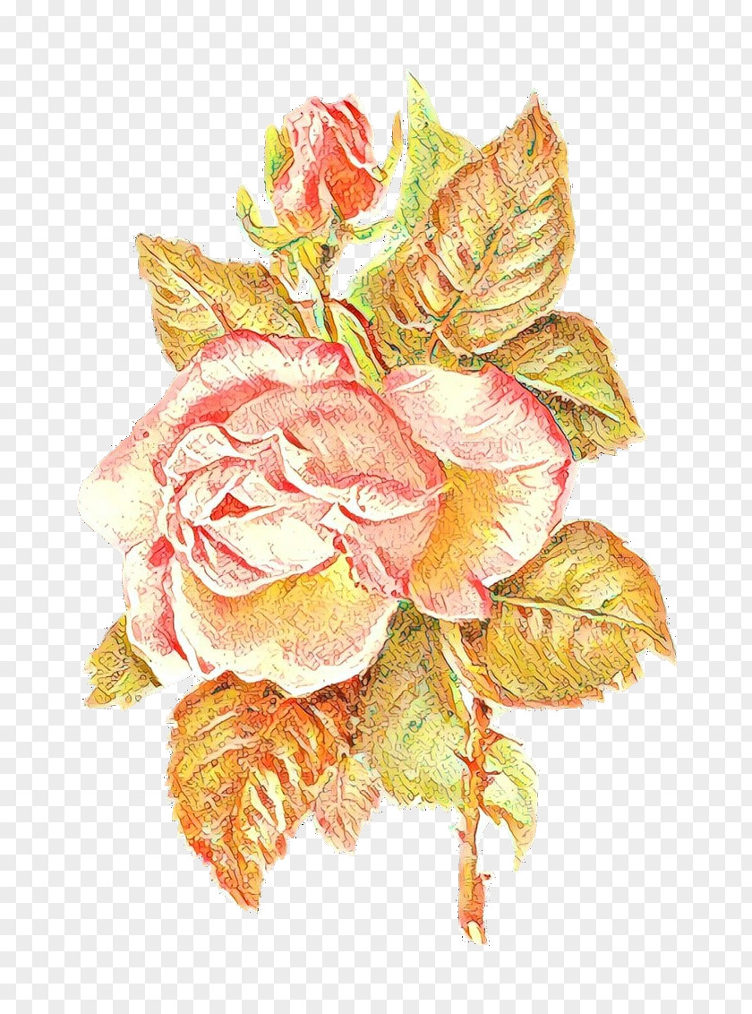 Rose Family Plant Garden Roses PNG