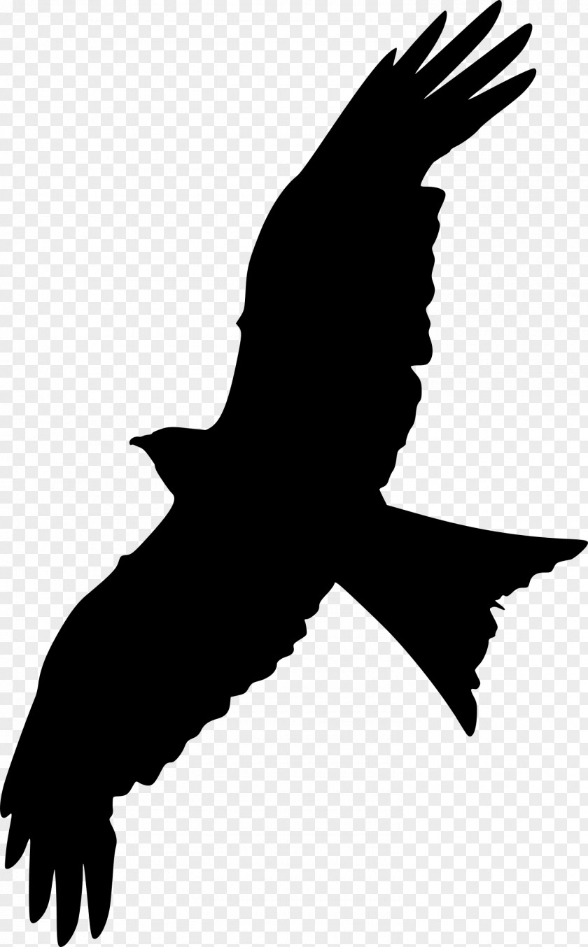 Bald Eagle Beak Clip Art Fauna Silhouette PNG