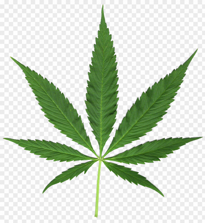 Cannabis Medical Hash, Marihuana & Hemp Museum Leaf Sativa PNG