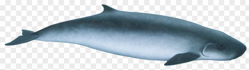 Common Bottlenose Dolphin Tucuxi Rough-toothed Short-beaked Wholphin PNG