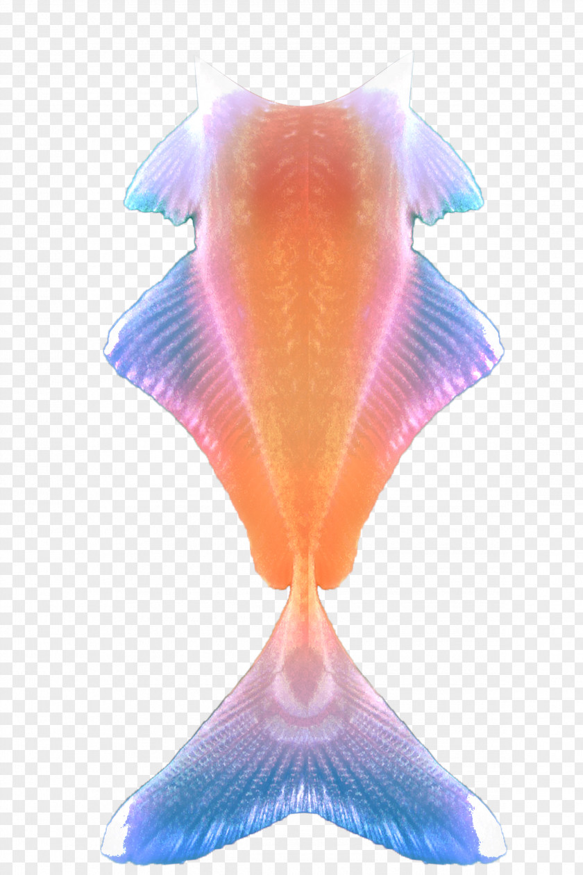 Mermaid Tail Siamese Fighting Fish Clip Art PNG