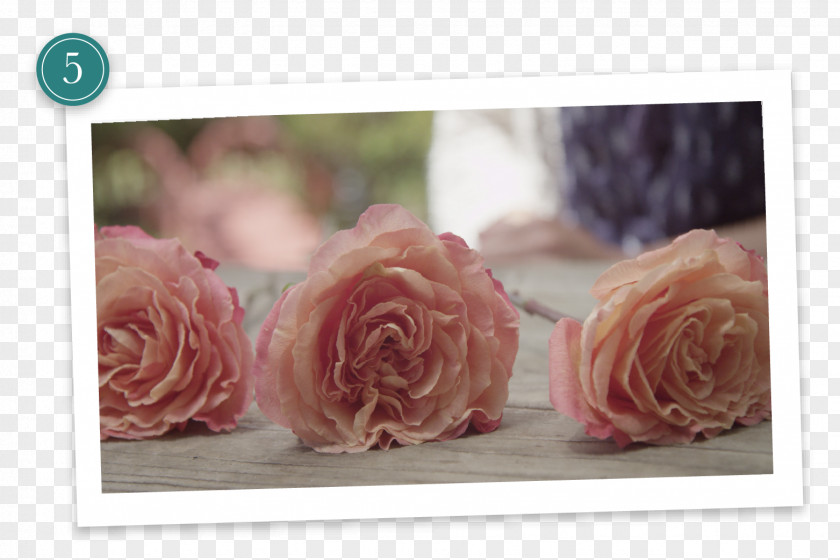 Dry Flowers Garden Roses Flower Preservation Cut Floral Design PNG