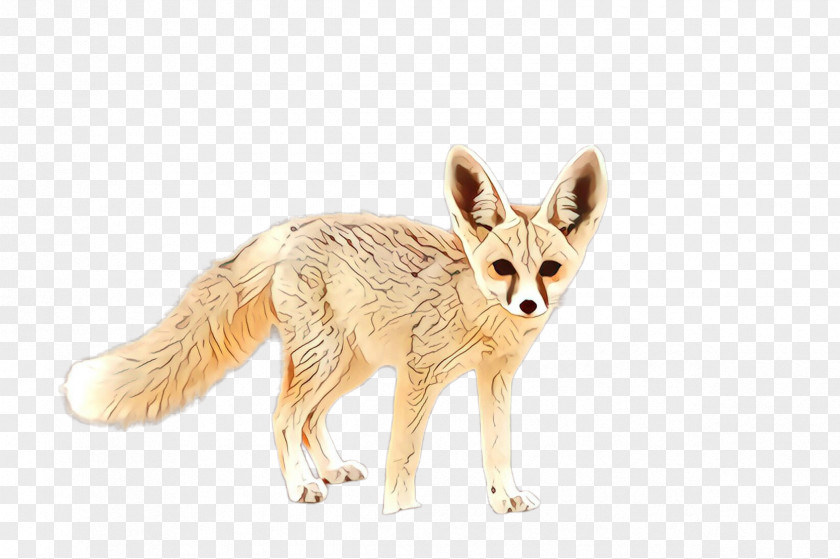 Fennec Fox Swift Jackal Wildlife PNG