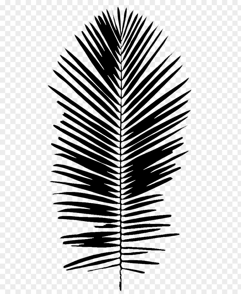 M Font Line Leaf Palm Trees Black & White PNG