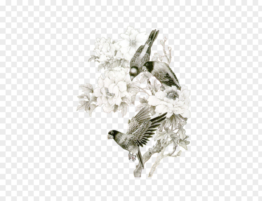 Bird Parrot Clip Art PNG