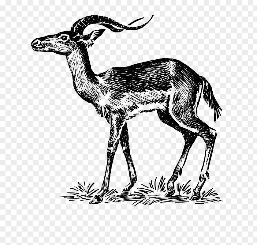Deer Chevrolet Impala Antelope Drawing PNG