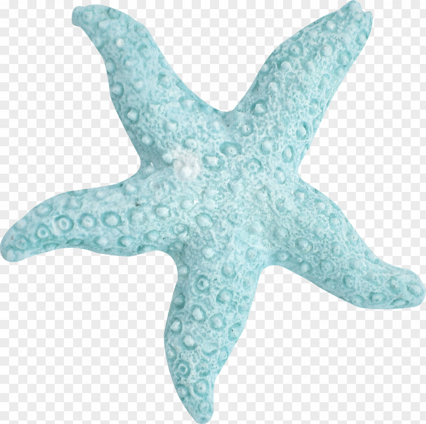 Handpainted Koala Starfish Sea Marine Biology Turquoise PNG