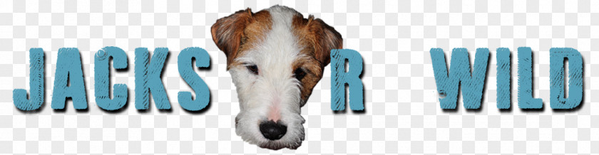 Russell Terrier Parson Jack Breed PNG