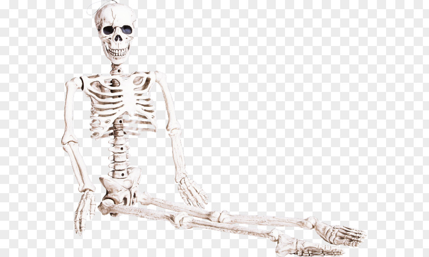 Skeleton Human Sitting Body Anatomy PNG