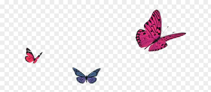 Butterfly Autumn PNG