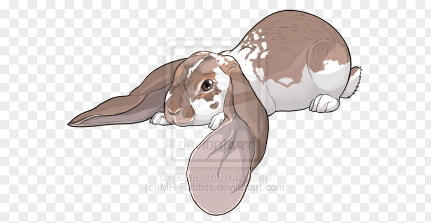 Chestnut Netherland Dwarf Hare Reptile Ear Illustration Mammal PNG