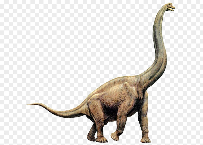 Dinosaur Brachiosaurus Diplodocus Giraffatitan Apatosaurus Size PNG