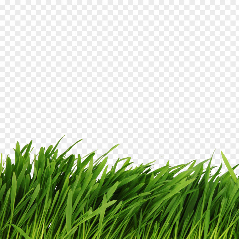 Green Grass PNG grass clipart PNG