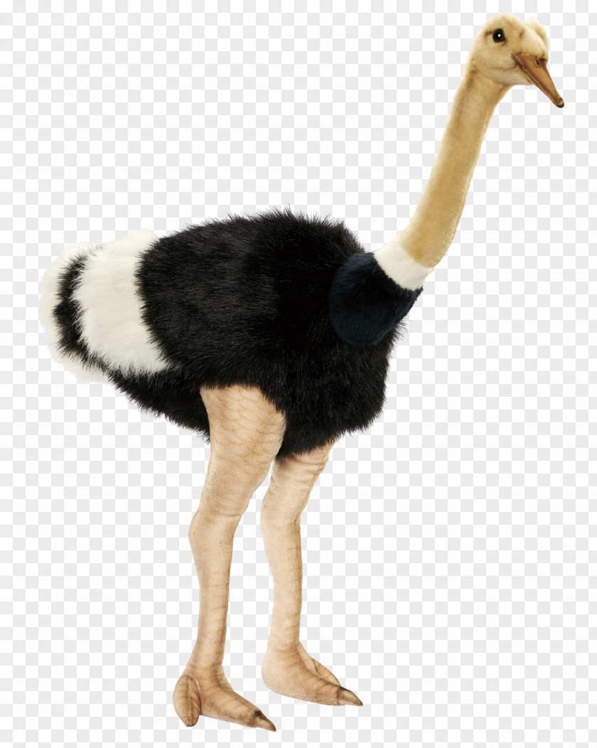 Ostrich Common Alpha Compositing Transparency And Translucency PNG