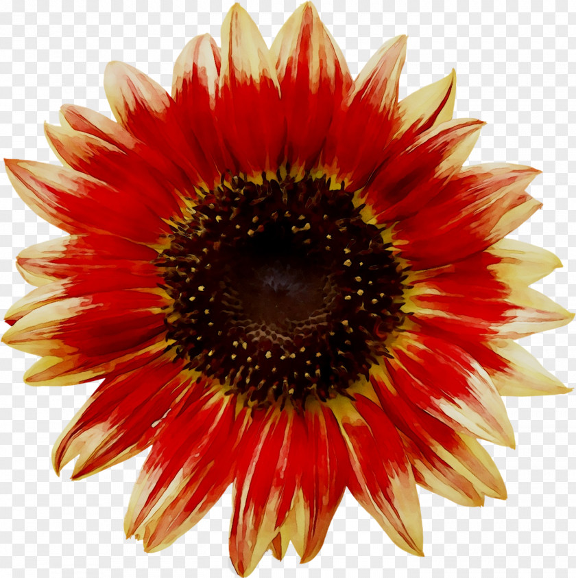 Transvaal Daisy Cut Flowers Blanket Petal Sunflower PNG