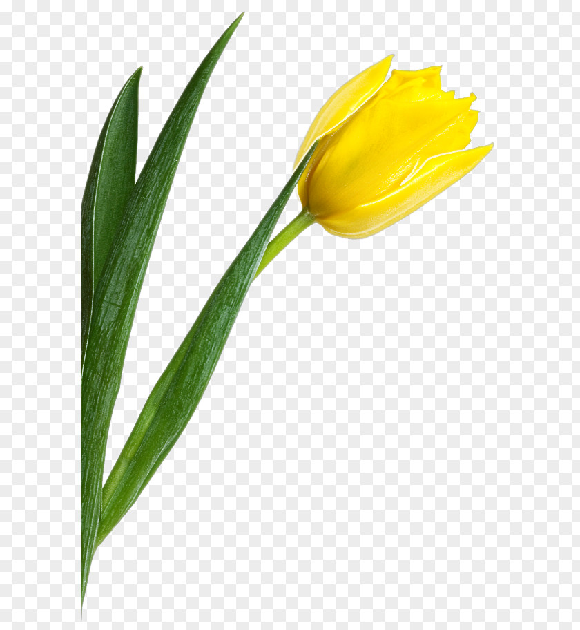 Flower Yellow Tulip Plant Leaf PNG