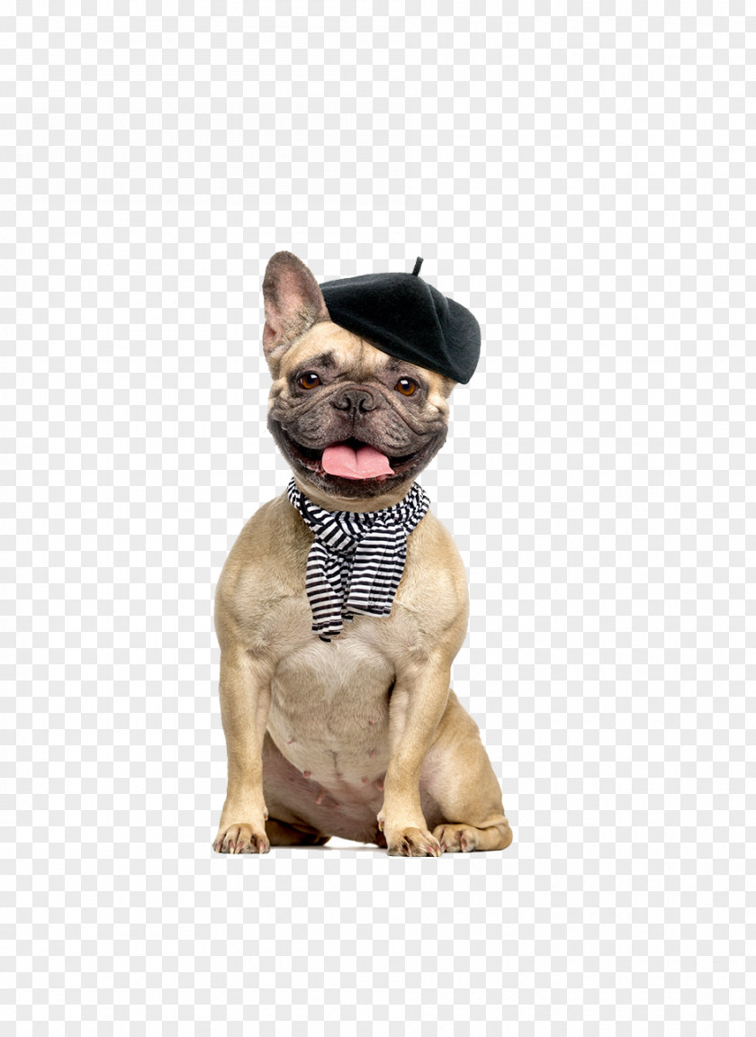 FRENCH BULLDOG French Bulldog Boston Terrier Puppy Pug PNG