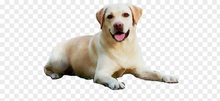 Golden Retriever Labrador Puppy Snout Companion Dog PNG