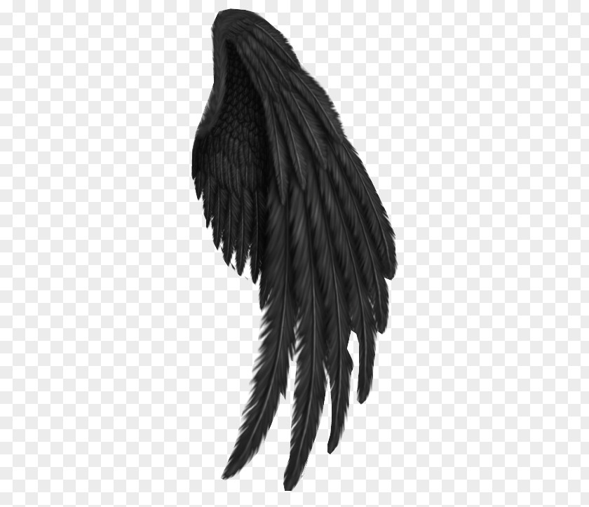 Claw Feather Angel Cartoon PNG