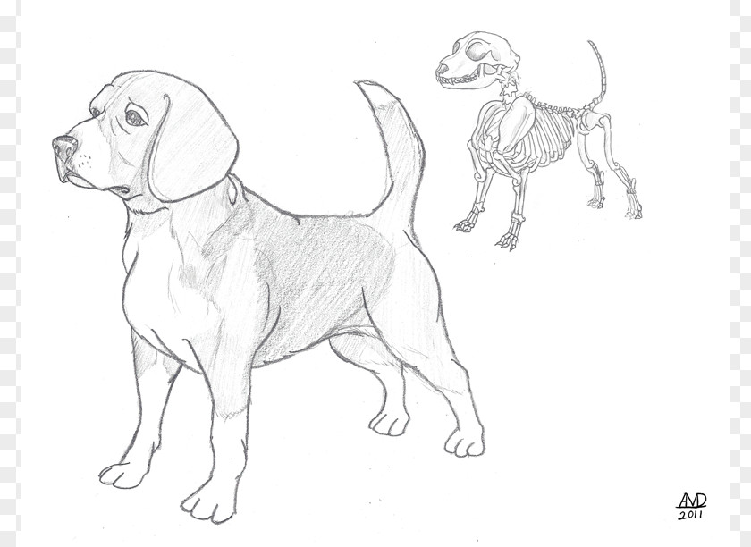 Drawings Of Animals Beagle Puppy Dog Breed Drawing Sketch PNG