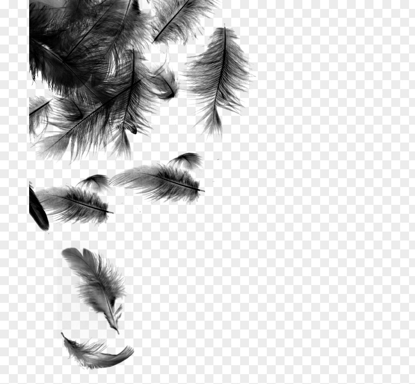 Falling Feathers Desktop Wallpaper Feather Photography PNG