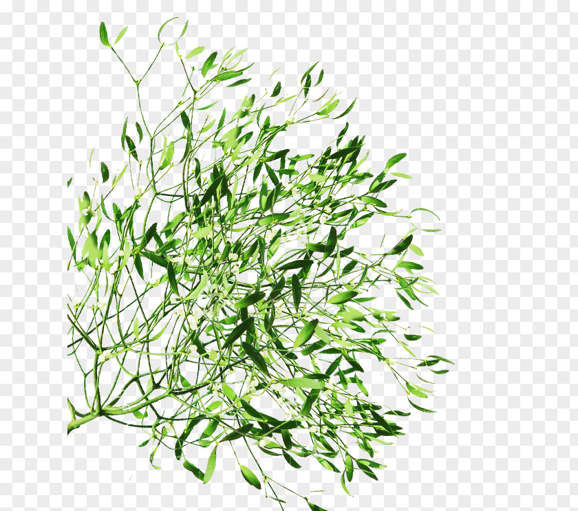 Leaf Herbalism Plant Stem Grasses Subshrub PNG